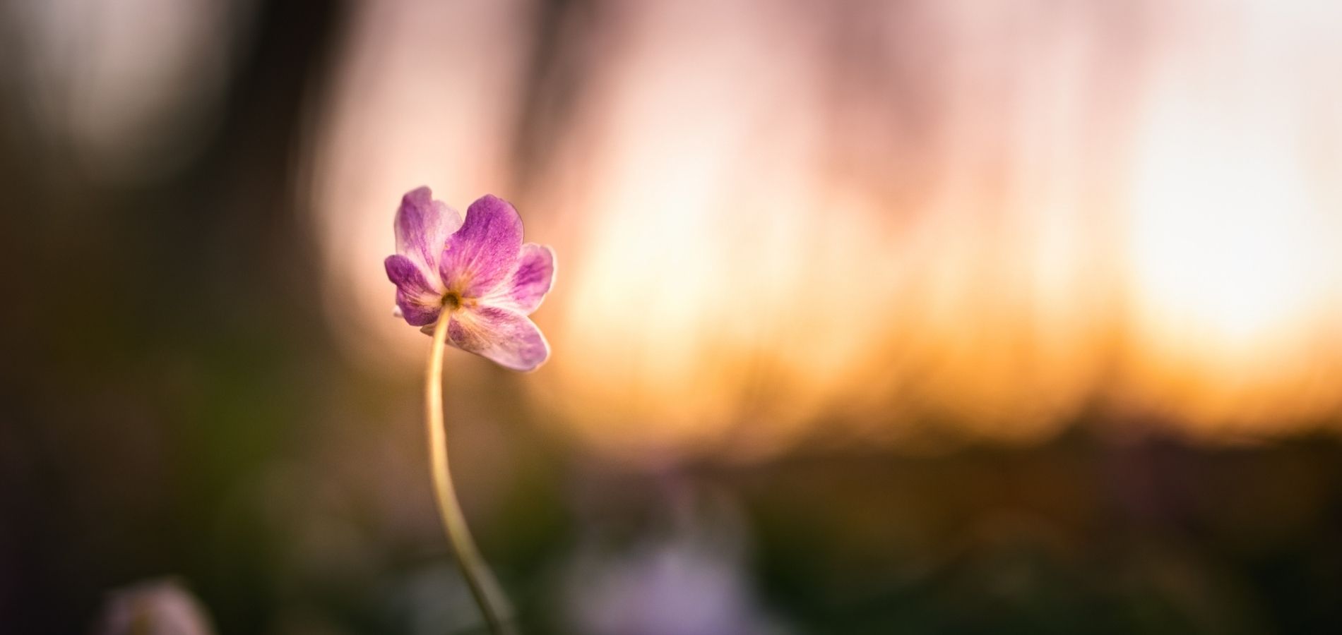 Växande blomma, används som symbol för föreläsningar för kvinnor mitt i livet som vill utvecklas personligt